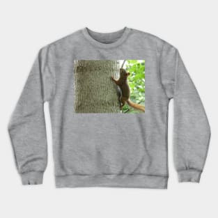 Red Squirrel Crewneck Sweatshirt